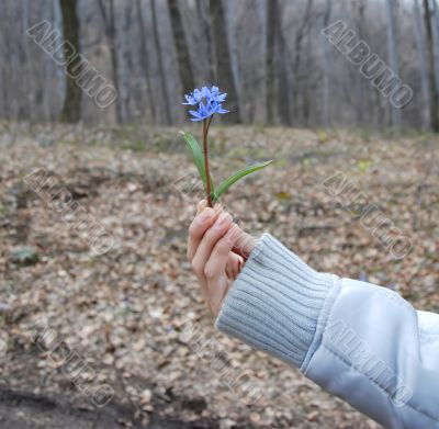 blue spring flowers