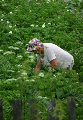 Care of a kitchen garden