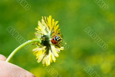 Dandelion and ladybird