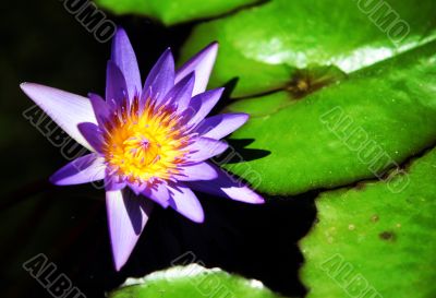 Waterlily