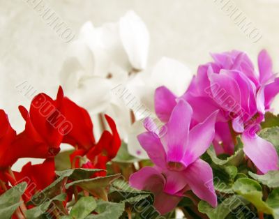 Cyclamen background