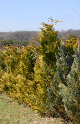 Thuja row