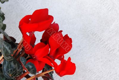 Cyclamen background