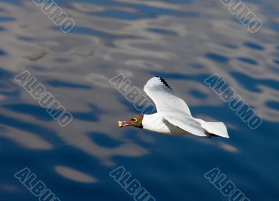 hungry seagull