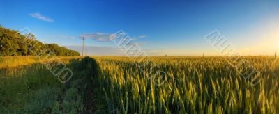 Field on sunset panorama