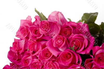 bunch of pink roses