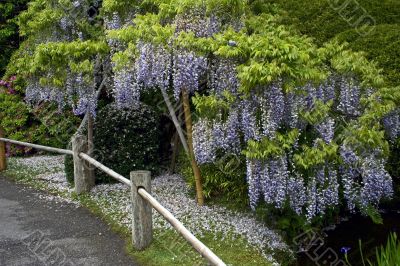 Blooming bud in a japanese garden