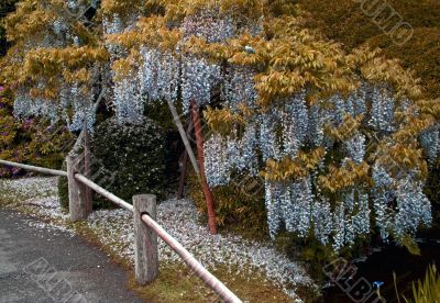 Blooming bud in a japanese garden