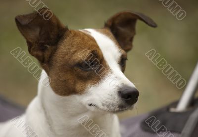 Jack Russell Terrier Portrait