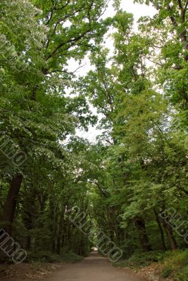 Park path