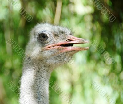 Ostrich