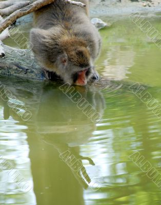Monkey drinking water