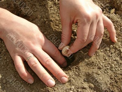 sowing garlic