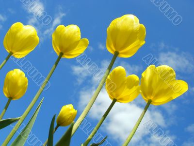 yellow tulips