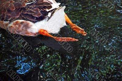 Duck legs