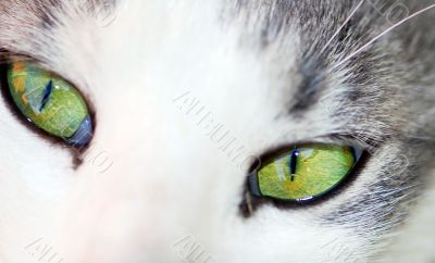 Green eyes