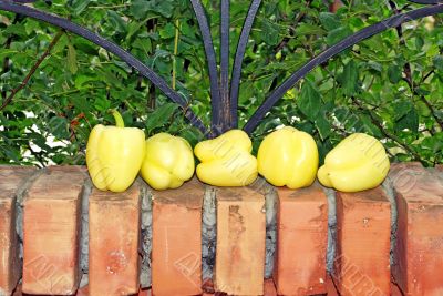 Yellow paprika on brick fence