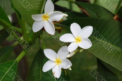  White flowers and green leaves in tropical garden