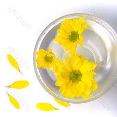 yellow flowers
