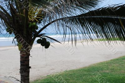 Coconut palm tree on Pacific ocean