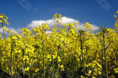  Blossom colza over blue sky