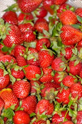 strawberries closeup