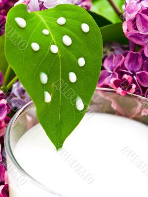milk and lilac