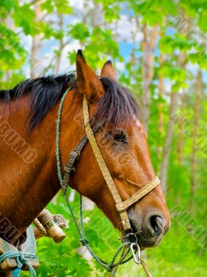 horse
