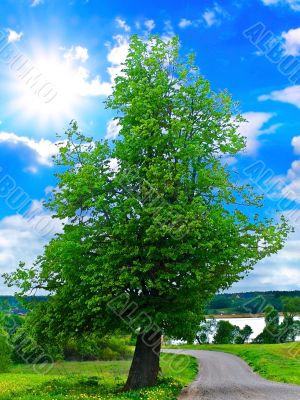 lanscape with tree