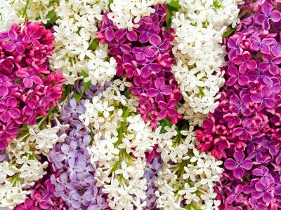 lilac background