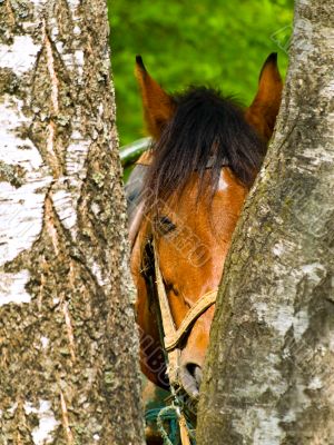 horse