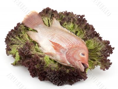 Fish Tilapia on salad