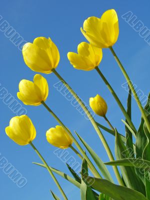 yellow tulips