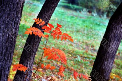 Autumn leaves