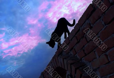 Cat walking on brick wall
