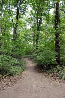 Forest path