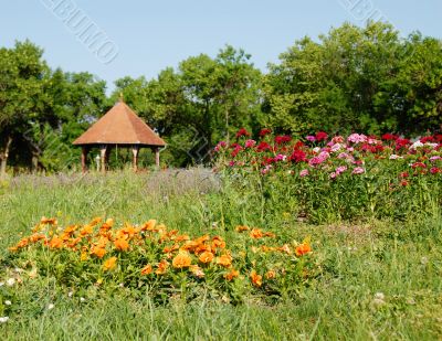 Summer landscape