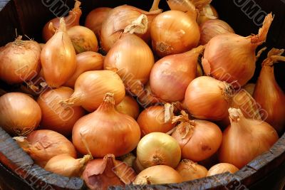 Gold Onions in wooden barrel