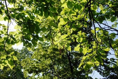 Sunny leaves background
