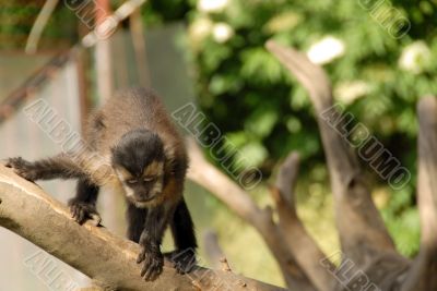Monkey on tree