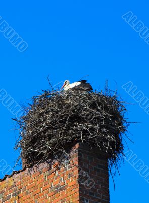 white stork