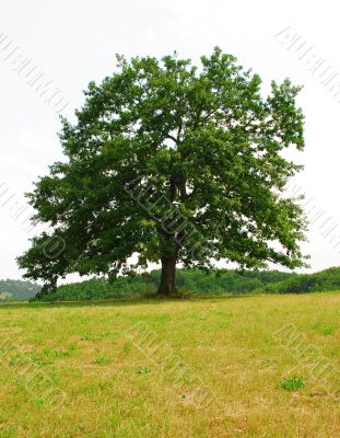 Lonely oak tree