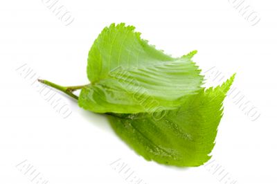 green leaves