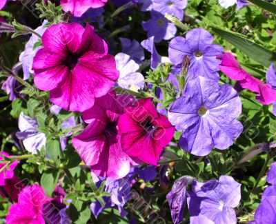 Colorful Flowers