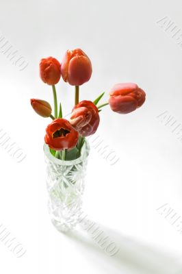 Red tulips