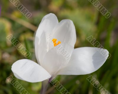 White crocus