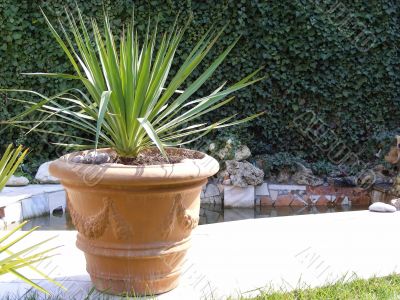 Garden palm