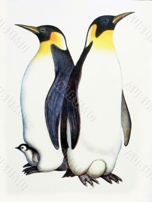 Family penguins