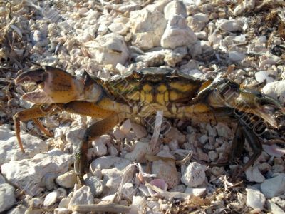 The Black Sea crab ashore