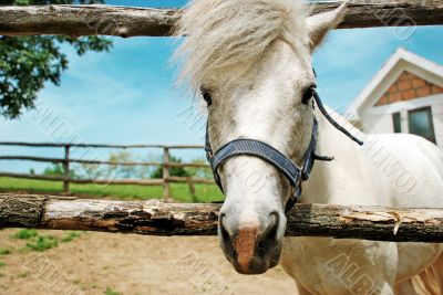 White horse portrait